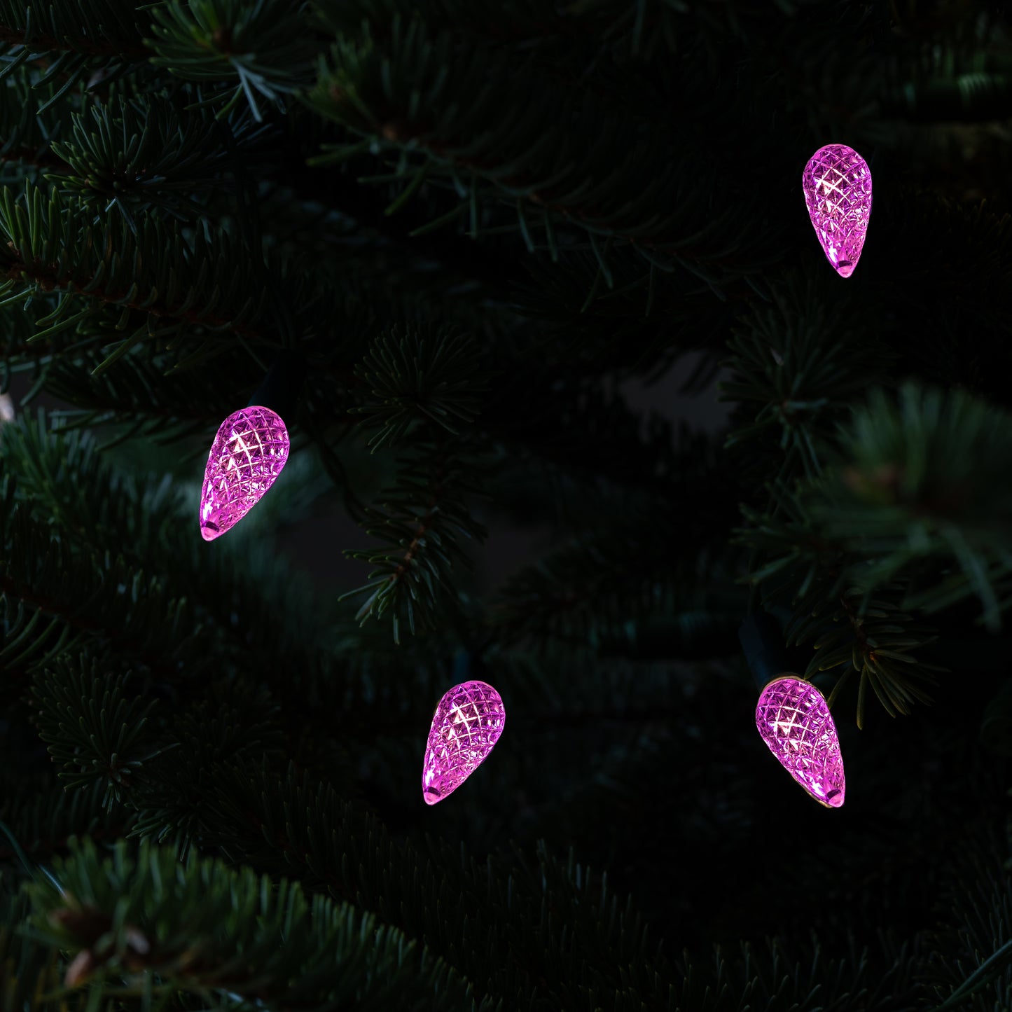 Pre Order for 2024: Pink Lights (Pack of 10)